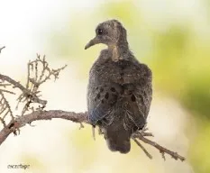 Zenaida auriculata