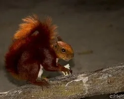 Identificar