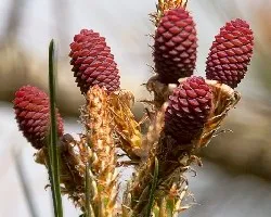 Pinus halepensis