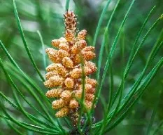 Pinus halepensis