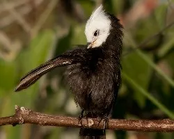 Arundinicola leucocephala
