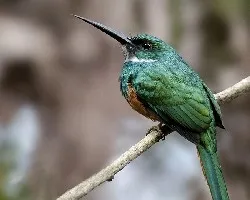 Galbula ruficauda