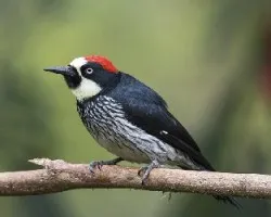 Melanerpes formicivorus