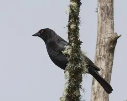 Molotrhus aeneus