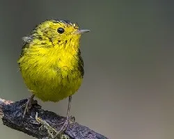 Cardellina pusilla
