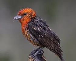 Piranga bidentata