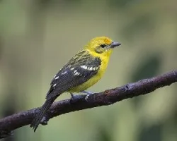 Piranga bidentata