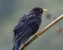 Turdus nigrescens