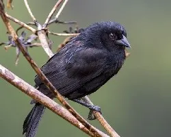 Molotrhus aeneus
