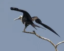 Fregata magnificens