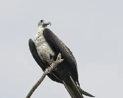 Fregata magnificens