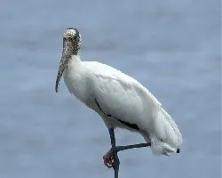 Mycteria americana