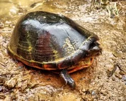 Tortuga de agua dulce