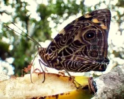 Mariposa frutívora