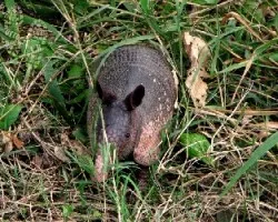 Dasypus novemcinctus