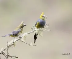 Ptilogonys caudatus