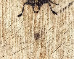 Escarabajo