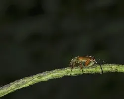 Escarabajo