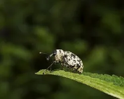 Escarabajo