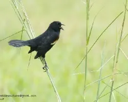 Agelaius phoeniceus