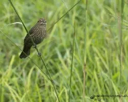 Agelaius phoeniceus