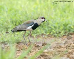 Vanellus chilensis