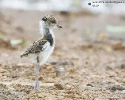 Vanellus chilensis
