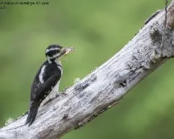 Picoides villosus