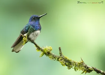 Florisuga mellivora