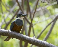 Megaceryle torquata