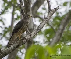 Buteo magnirostris
