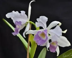 Cattleya gaskelliana coerulea