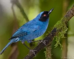 Diglossopis cyanea