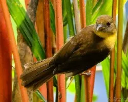Habia fuscicauda
