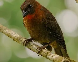 Habia fuscicauda