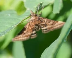 Mariposa