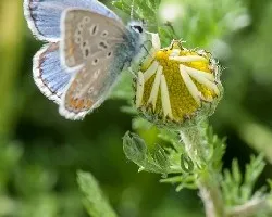 Mariposa