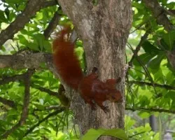 Sciurus granatensis