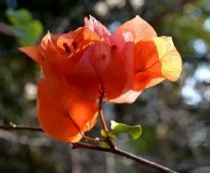 Bougainvillea glabra