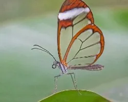 Greta oto
