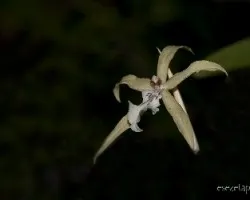 Miltonia flavescens 