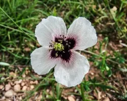 Papaver somniferum