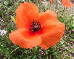 Papaver somniferum