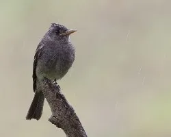 Contopus lugubris