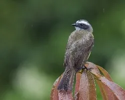Myiozetetes similis
