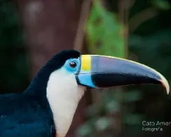 Ramphastos tucanus