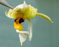 Orquídeas