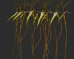 Orquídea