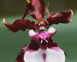 Orquídea