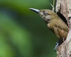 Dendrocincla fuliginosa